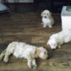 Miniature golden doodle puppies for sale