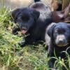 AKC Labrador Retrievers