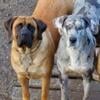 AKC Mastiff AKC Great Dane puppies 