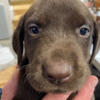 AKC Registered Chocolate Labrador Puppies