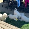 For Sale Great Pyrenees Puppies