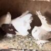 Breeding pair of saddle Indian fantail pigeons