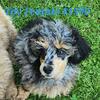 Toy Poodle's, Genetic Health tested parents cleared !