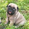 2 pug puppies left!