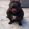 Pocket bully stud 