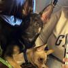 6 month old akc German Shepherd