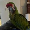 Military Macaw 2.5 years