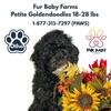 Adorable Goldendoodle Available Today