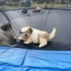 Shih-tzu puppies