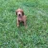 Full blooded Irish setters ready for their new homes