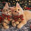 Maine coon kittens tica registered
