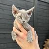 *DEVON REX KITTENS*