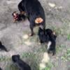 American Rottweiler puppies