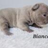French Bulldog puppy (female)