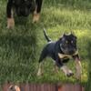 Black and Tan American Pit Bull Terrier