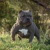 Muscled up micro bully female