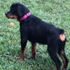 AKC Rottweiler puppies