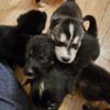 Husky/ German shepherd mix puppies