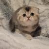 Scottish fold female