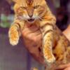 Bengal Kittens Soon Available