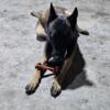 Young Adult Malinois Female