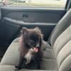 For sale Male Pomeranian puppy