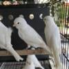 White resesive canaries for sale