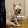 Platinum female French bulldog for sale