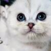 NEW Elite Scottish fold kitten from Europe with excellent pedigree, female. Una