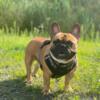 FRENCH BULLDOG UP FOR REHOME