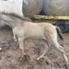 Rare one of a kind 1/1 Classic Cream Champagne Roan twh filly