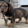 Mini Dachshund Female Long Hair Red Sable