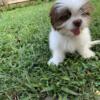 Shih Tzu male 2 month