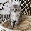 Majesticraven Maine Coons Kittens Born 4/11/26