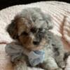 Tiny Shihpoo puppy available in Illinois