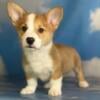 Check out these lovely AKC corgi pups