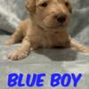 Maggie's Blue Boy - F1bb Standard Goldendoodle - Morehead, KY 