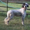 English Setter Male Tri Color