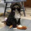 Portuguese Water Dog Puppies - Males and Females