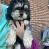 Shihpoo Puppy 6 months old