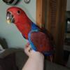 Baby Solomon Island Eclectus Female