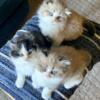 Scottish Fold - Ragdolls -  Fun and adorable kittens!