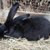 Black Flemish Giant Doe