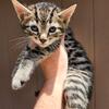TICA Registered Brown spotted male bengal kitten available for adoption 