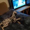 DALMATIAN PUPS AVAILABLE WARSAW NC PURE BRED READY TO GO HOME