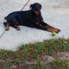 20 week old doberman pinscher females ready to go