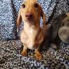 Miniature Dachshund Female- 8 months