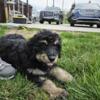 Female Bernedoodle Puppy READY NOW!