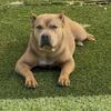 American Bully - ABKC Registered