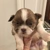 For sale Akc Registered Shih tzu pup